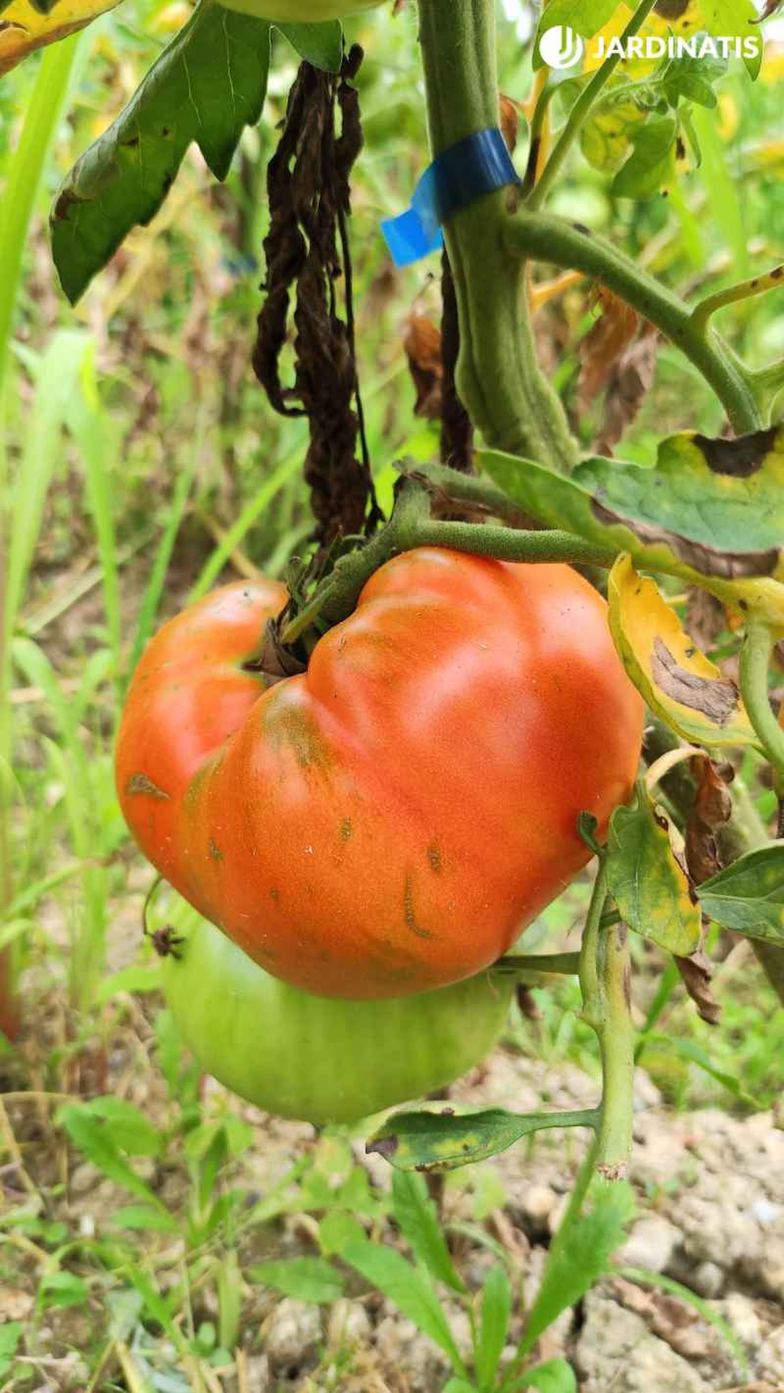 El tomate es una fruta carnosa