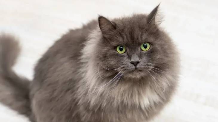 razas de gatos grises nebelung