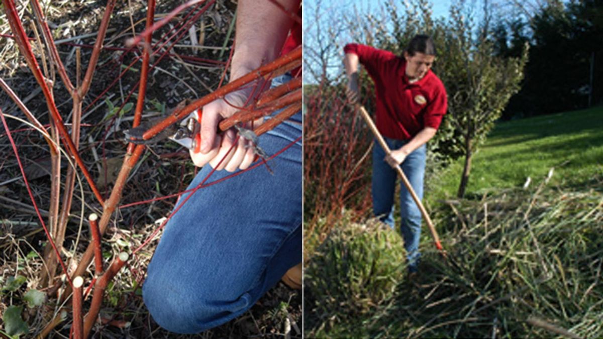 brico jardin 323 podar arbustos jardin paso 4 6