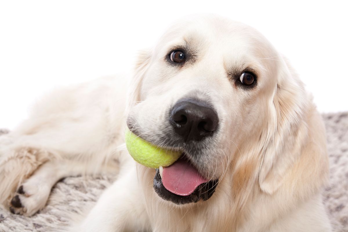 consejos preparar llegada perro expectativas