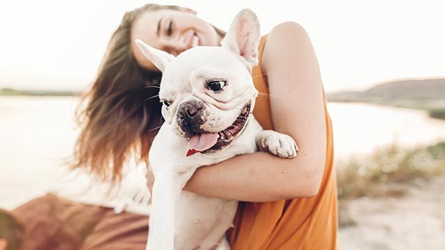 cuidar bulldog verano 1