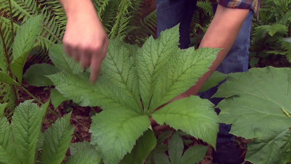 deco 696 jardineria plantas vivaces hoja grande rodgersia