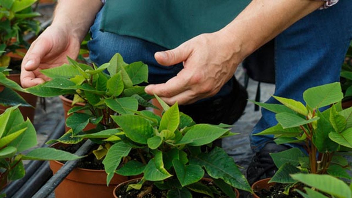 flor de pascua con hojas verdes