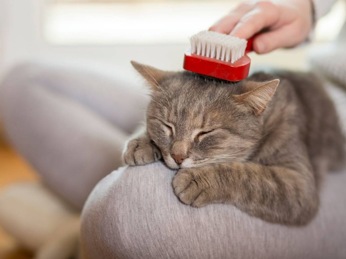 El cepillado puede convertirse en una rutina relajada que mejore vuestra relación.