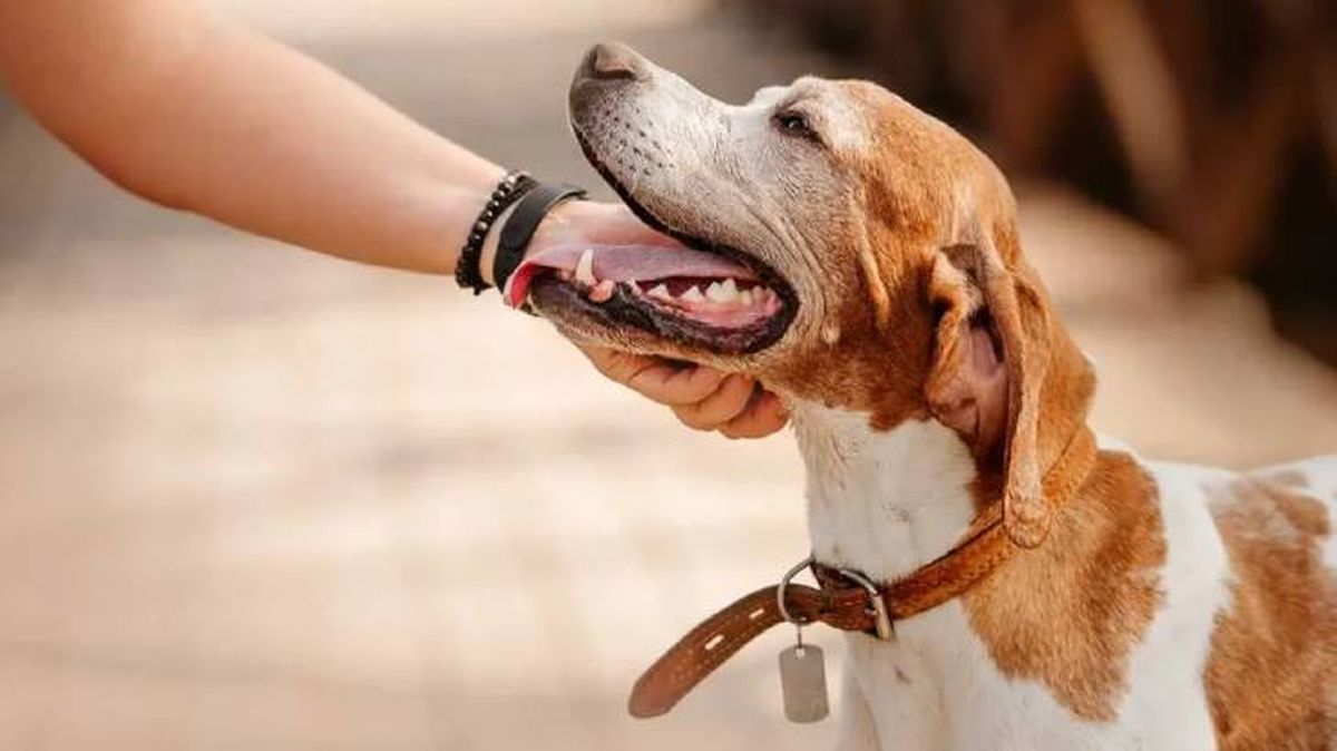 acariciar a un perro 10