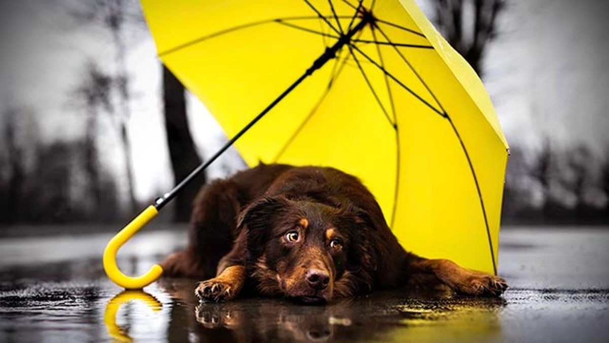 cuidados consejos proteger perro lluvia paraguas