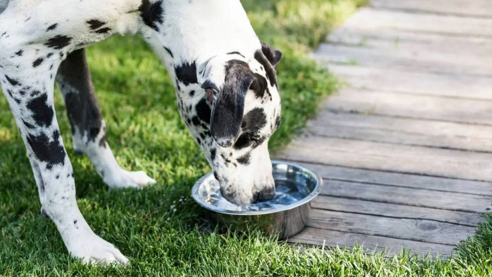 bebederos para perros grandes