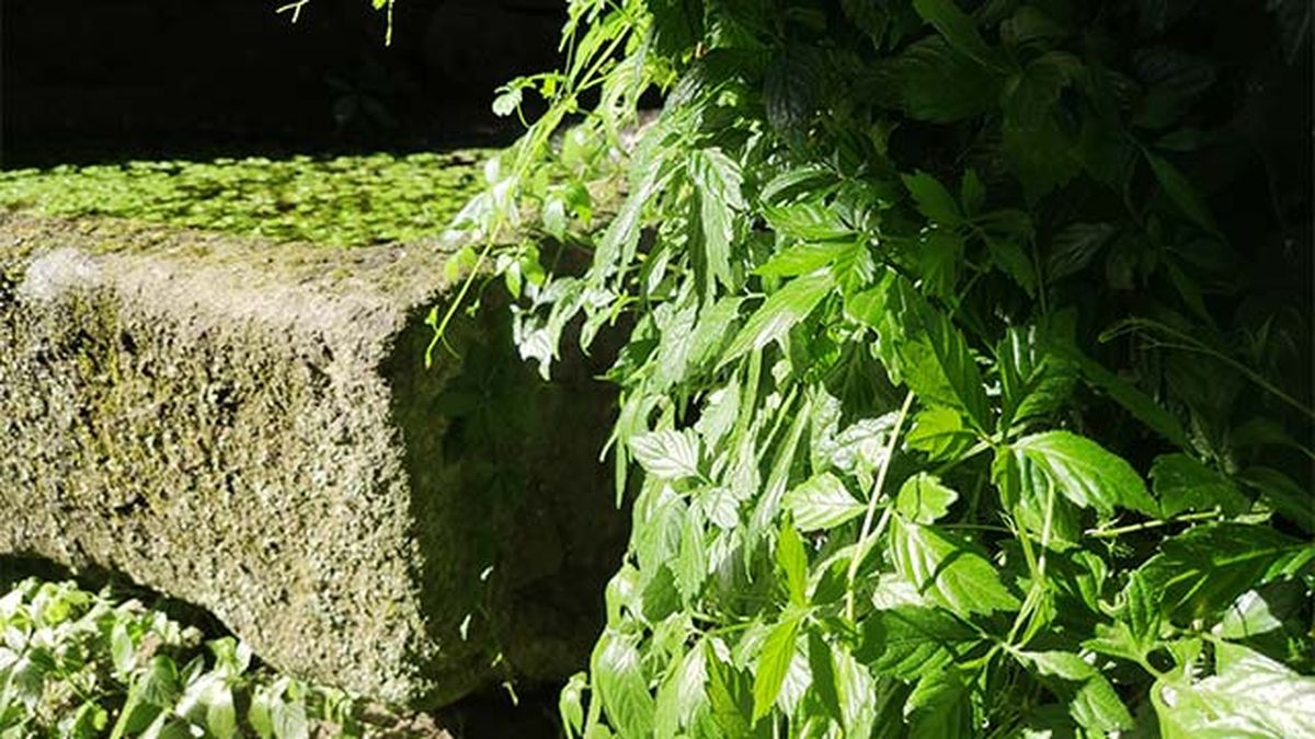 como cultivar jiaogulan diario dun neno labrego