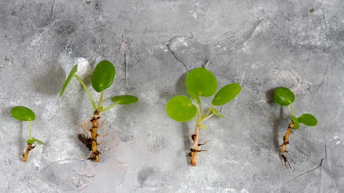 Regalar esquejes es compartir una parte de tu mundo.