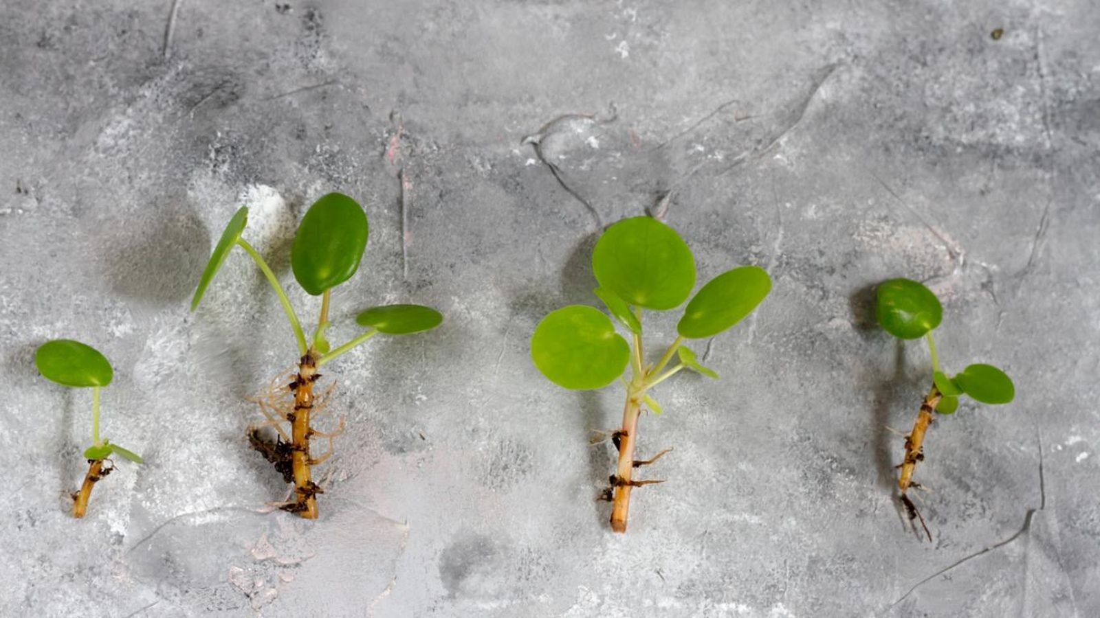 Regalar esquejes es compartir una parte de tu mundo.