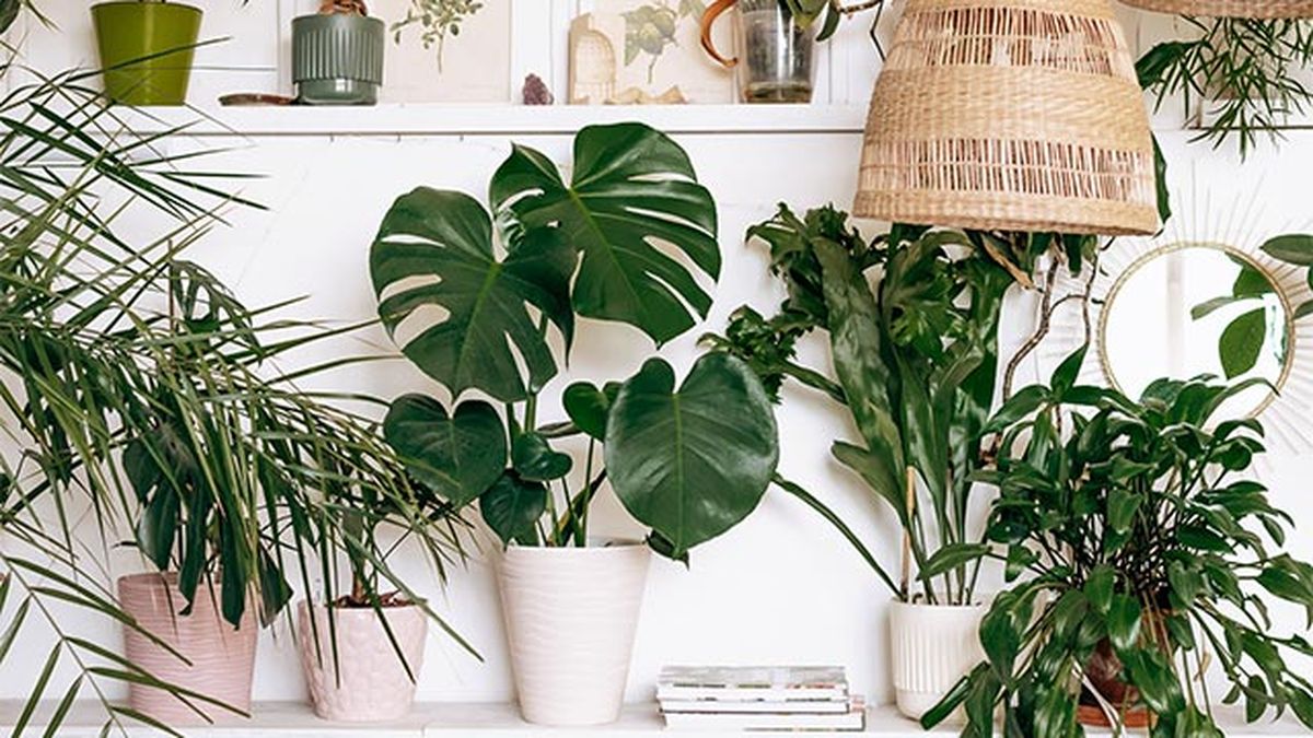 plantas urban jungle