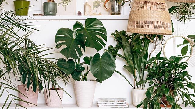 plantas urban jungle