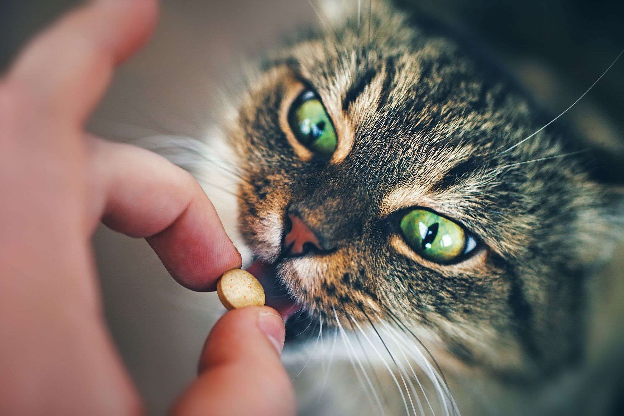 mascotas gatos desparasitacion