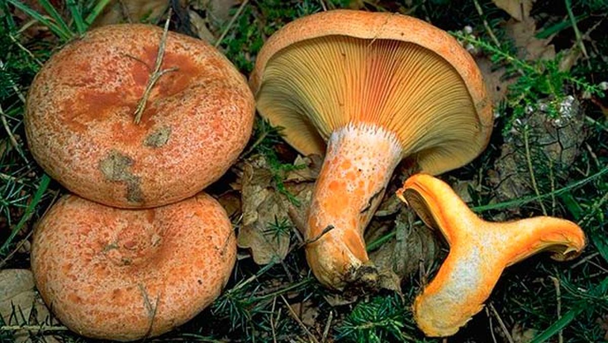 setas comestibles pinetell