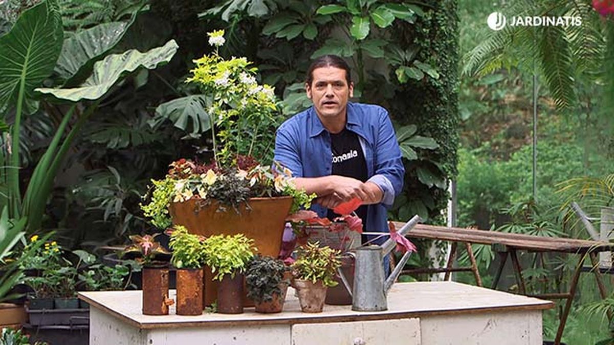 brico 957 3 variedades coleos composicion detalle