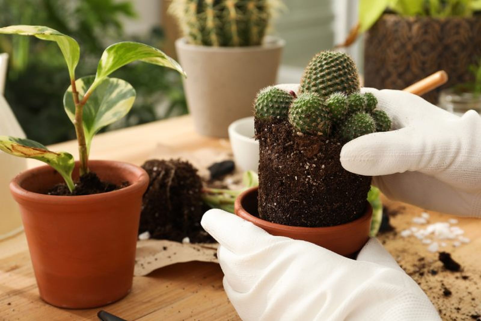 Los trasplantes de cactus han de ser siempre a un contenedor ligeramente más grande.