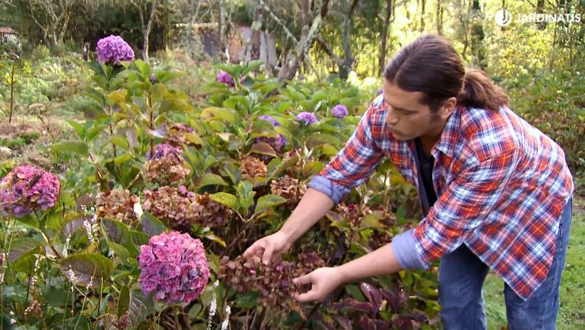 La hortensia, al tratase de un arbusto, tiende a hacer chupones muy vigorosos