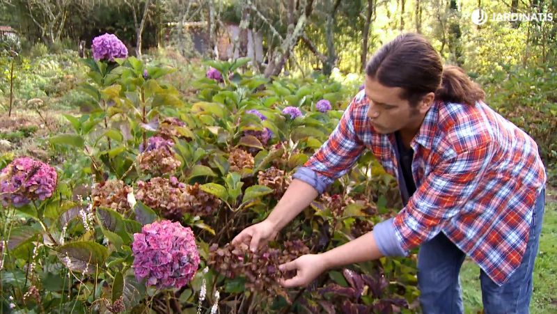 La hortensia, al tratase de un arbusto, tiende a hacer chupones muy vigorosos