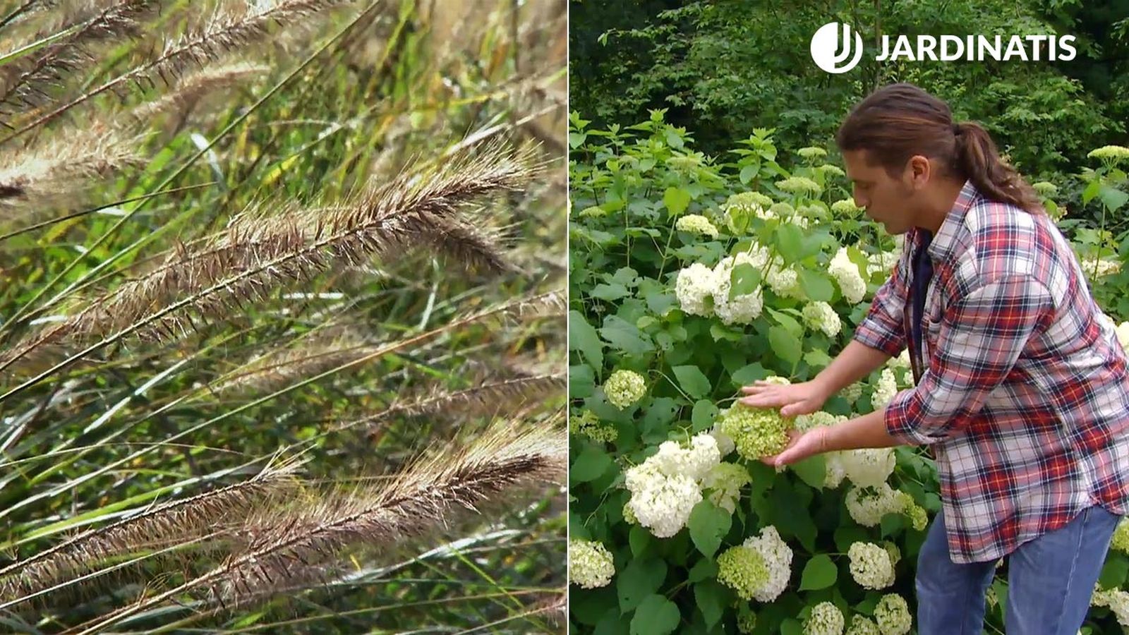 Pennisetum alopecuroides Chinese fountain grass e Hydrangea arborescens Annabelle xl