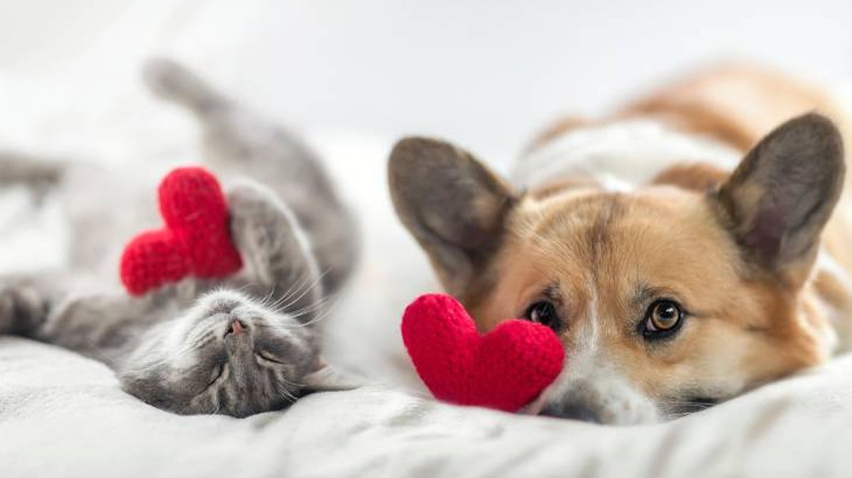 como elegir cama para mascotas gatoyperro