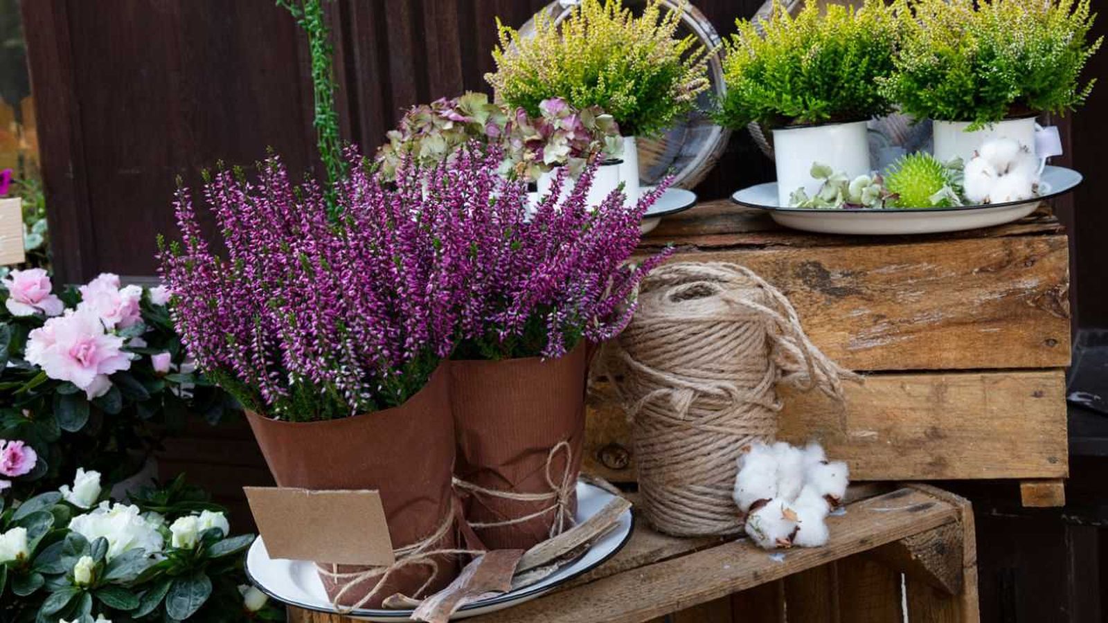 Aporta vida a tu hogar en otoño con plantas