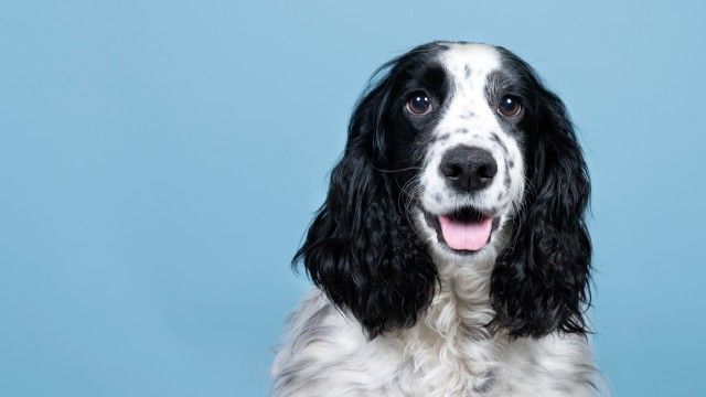 cocker spaniel 12
