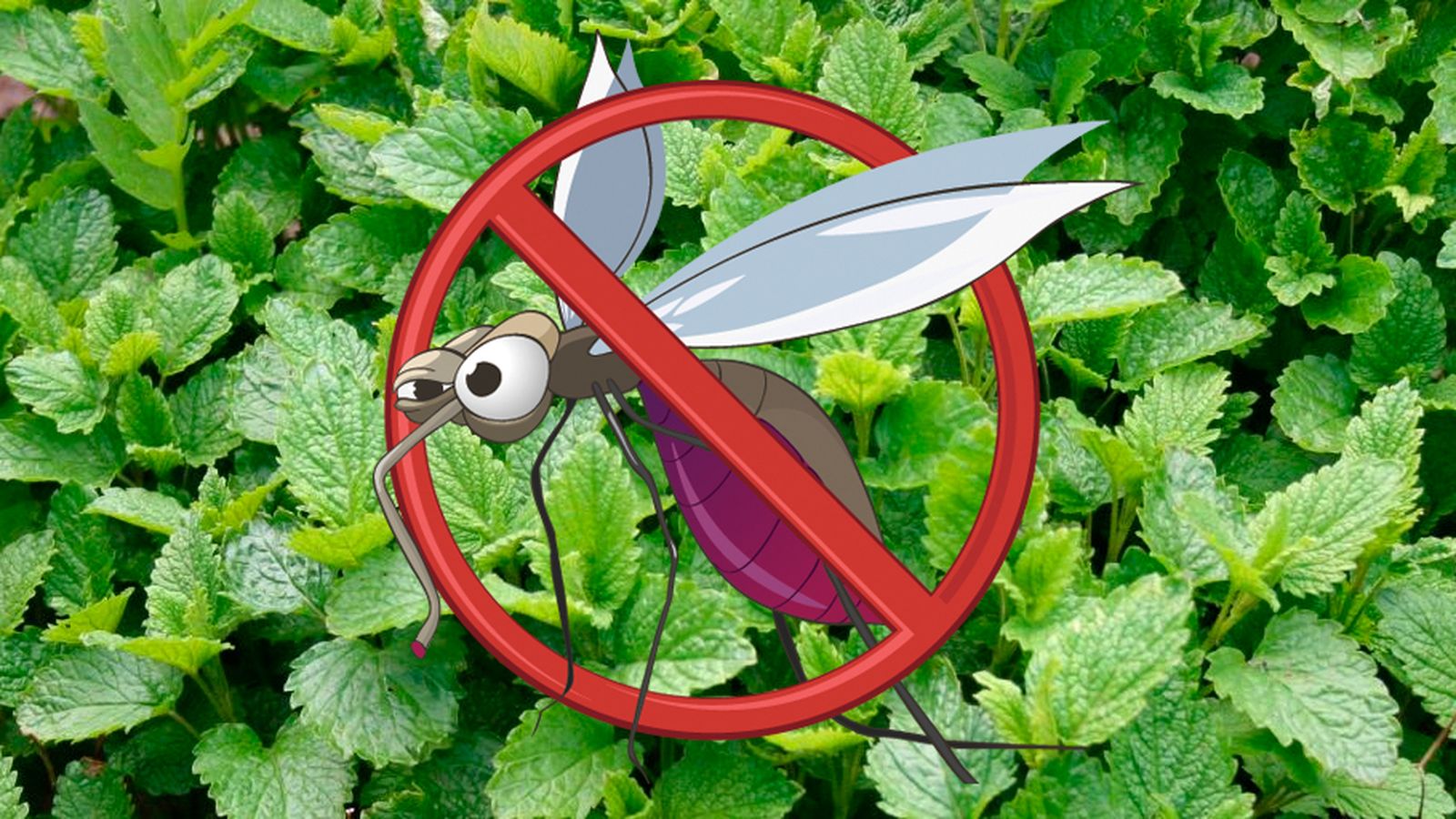 jardin plantas contra mosquitos