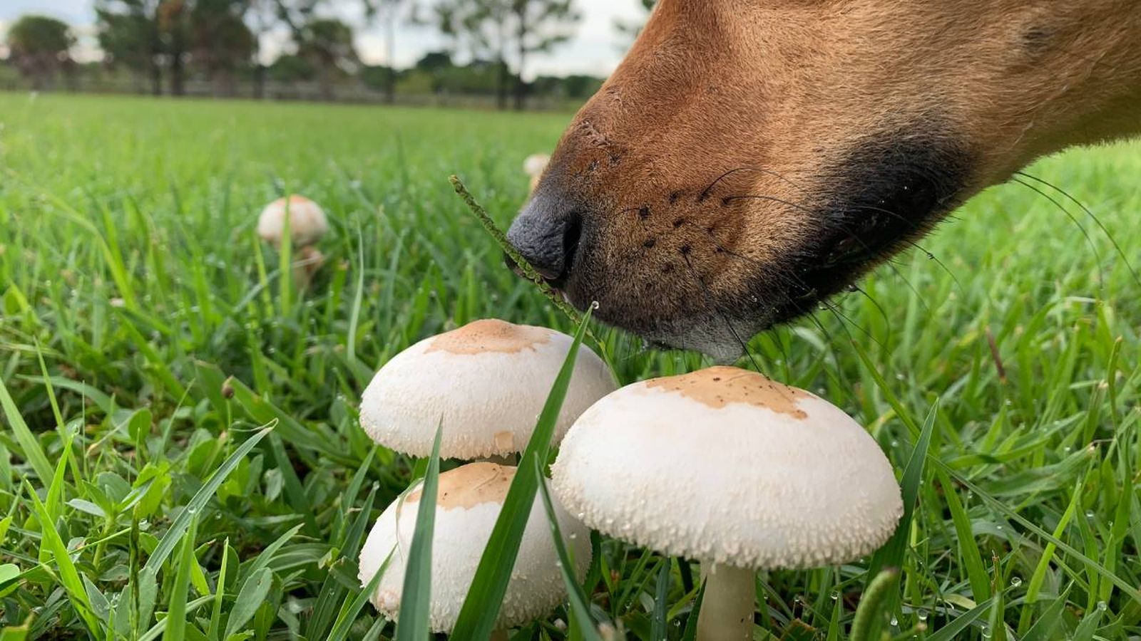 setas toxicas venenosas mascotas espana