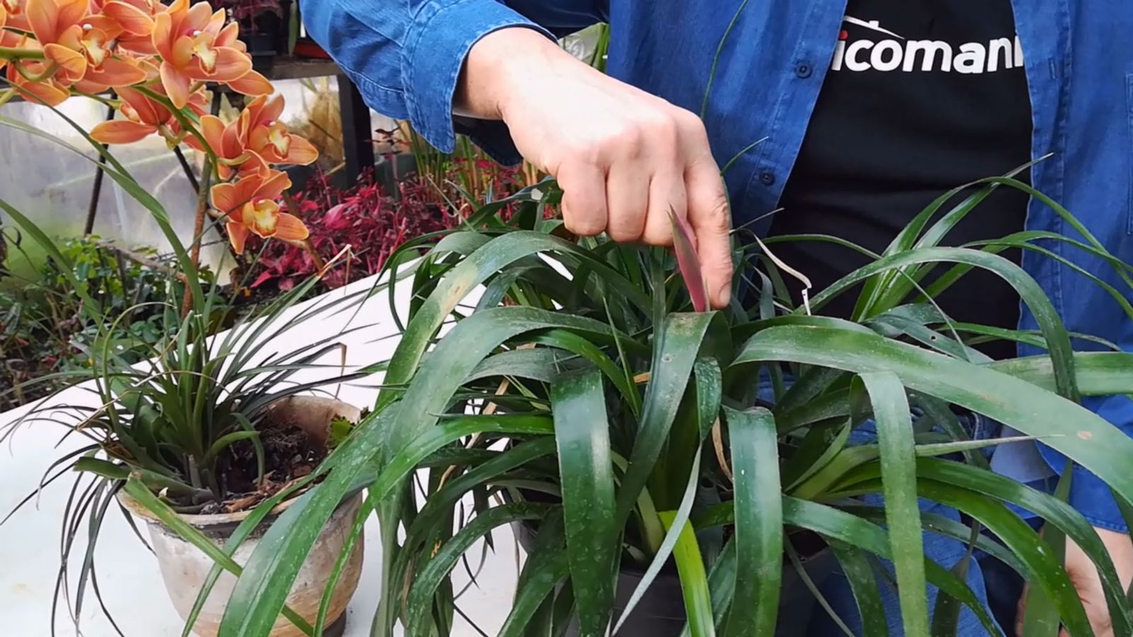 bromelias rustica flor