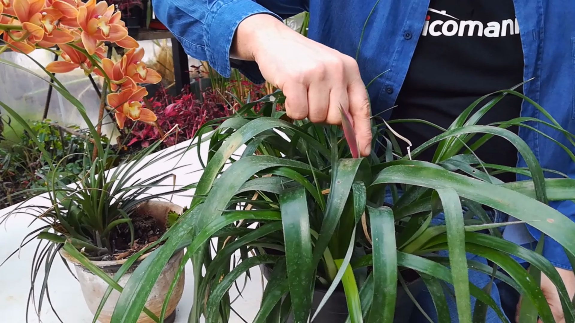 bromelias rustica flor