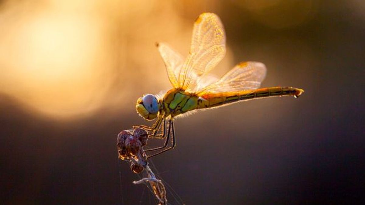 libelula insecto beneficios huerto