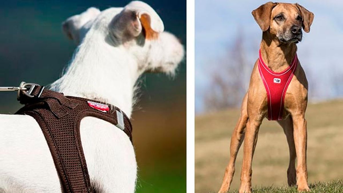 elegir collar arne perro 4