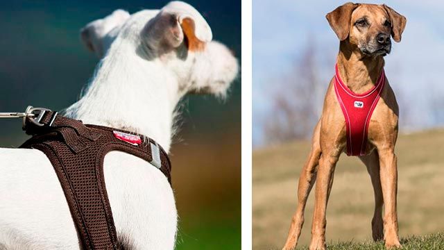 elegir collar arne perro 4