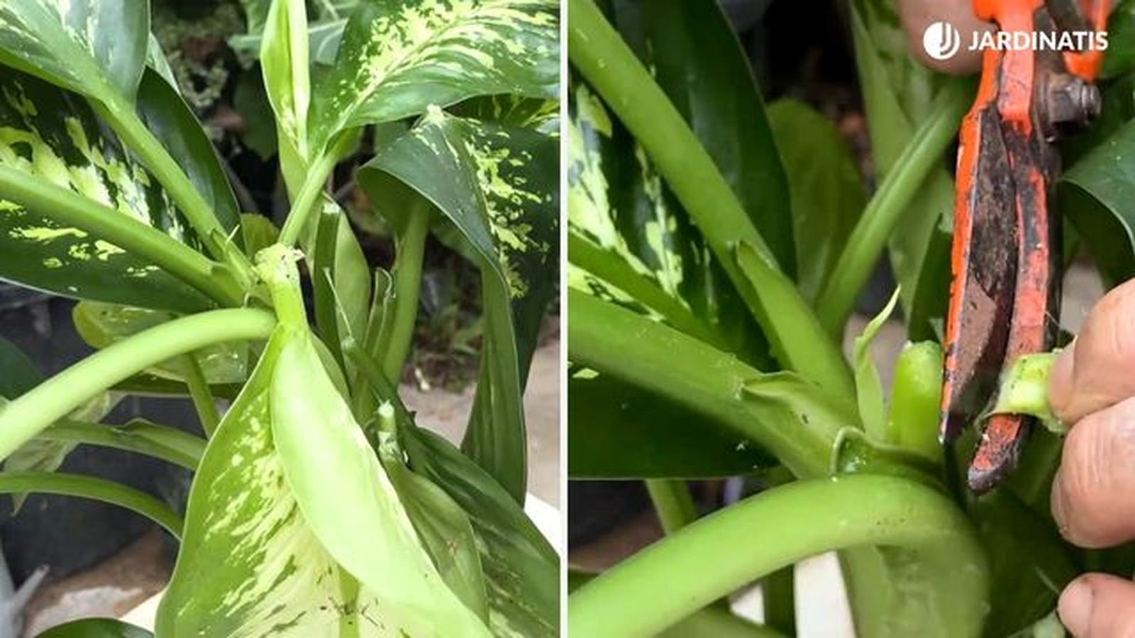 hojas dañadas de dieffenbachia