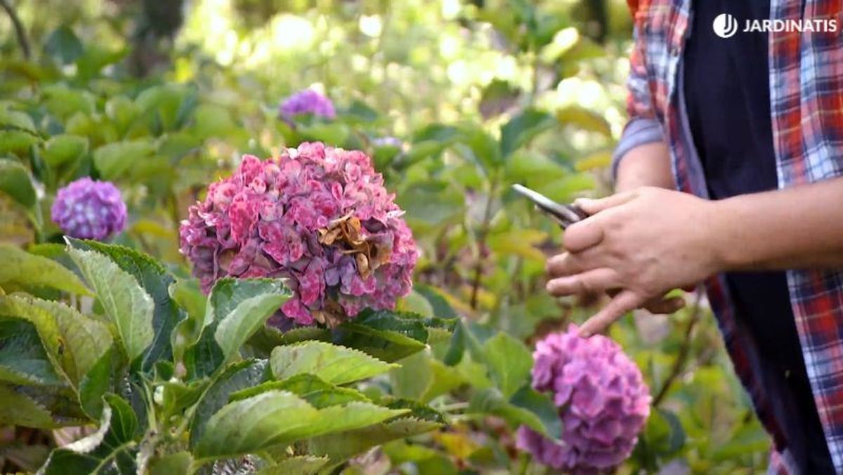Flor de hortensia que ha durado hasta el otoño