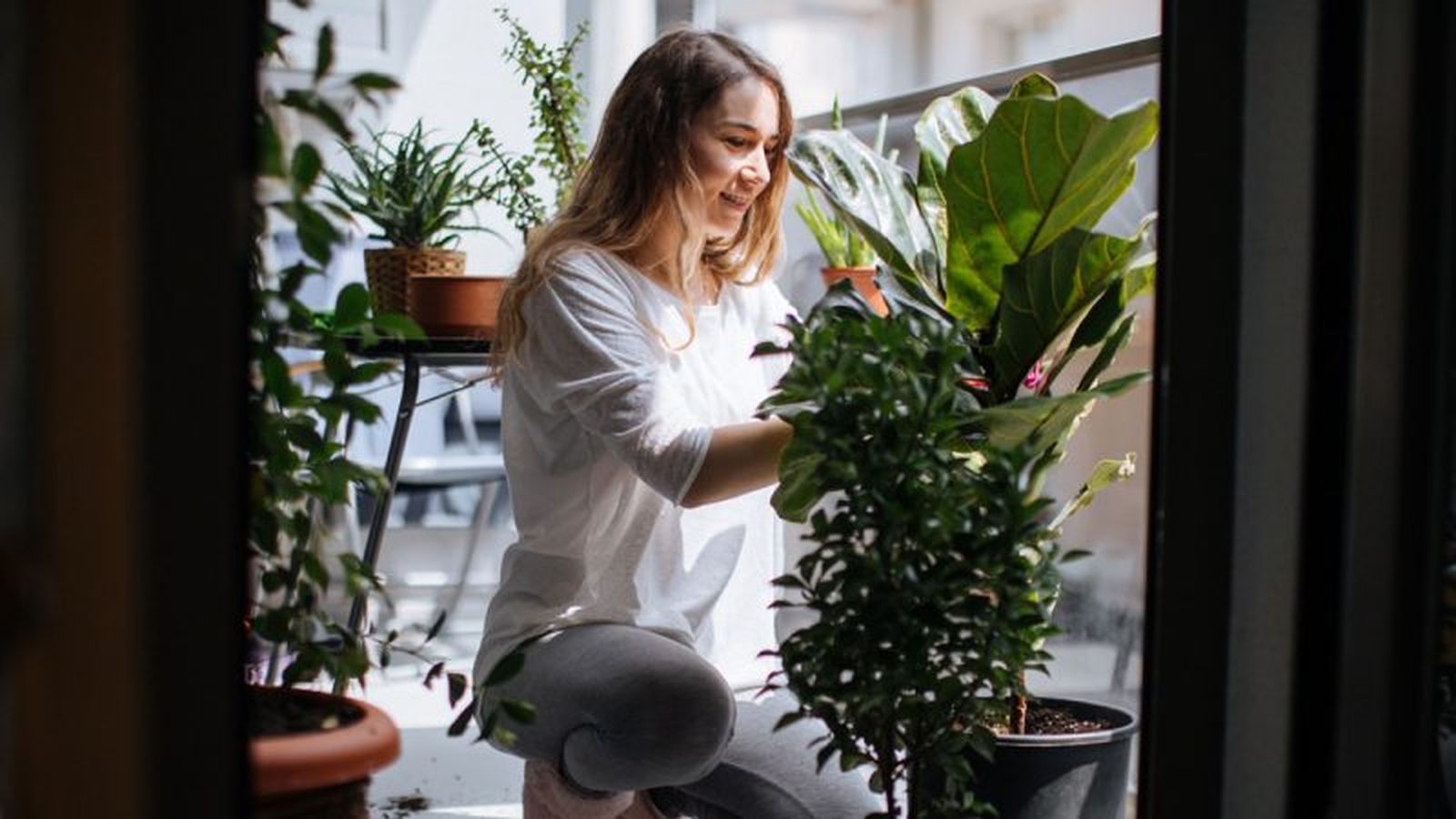 Las plantas de interior solo aportan cosas positivas.