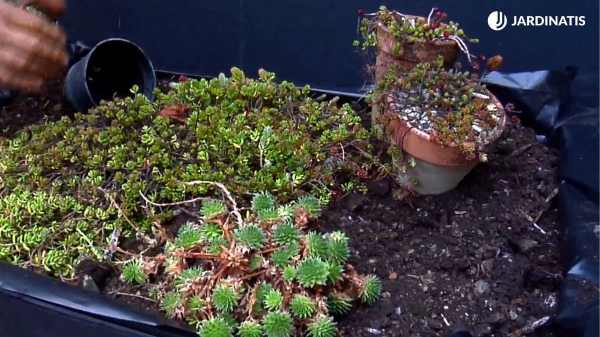 Tejado con cubierta vegetal paso 6