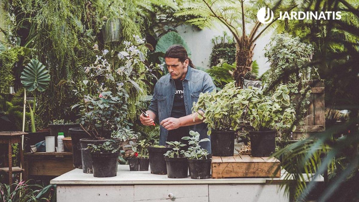 984 jardineria variedades Plectranthus  xl