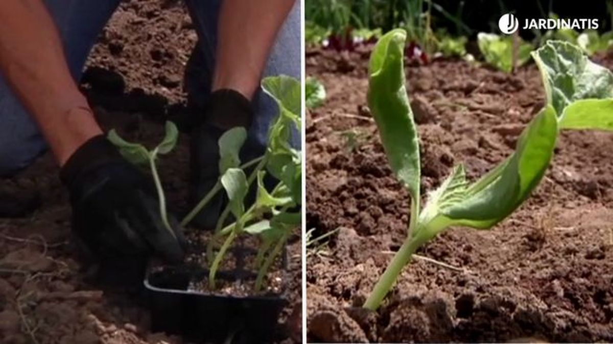 plantar melones en el huerto jardinatis