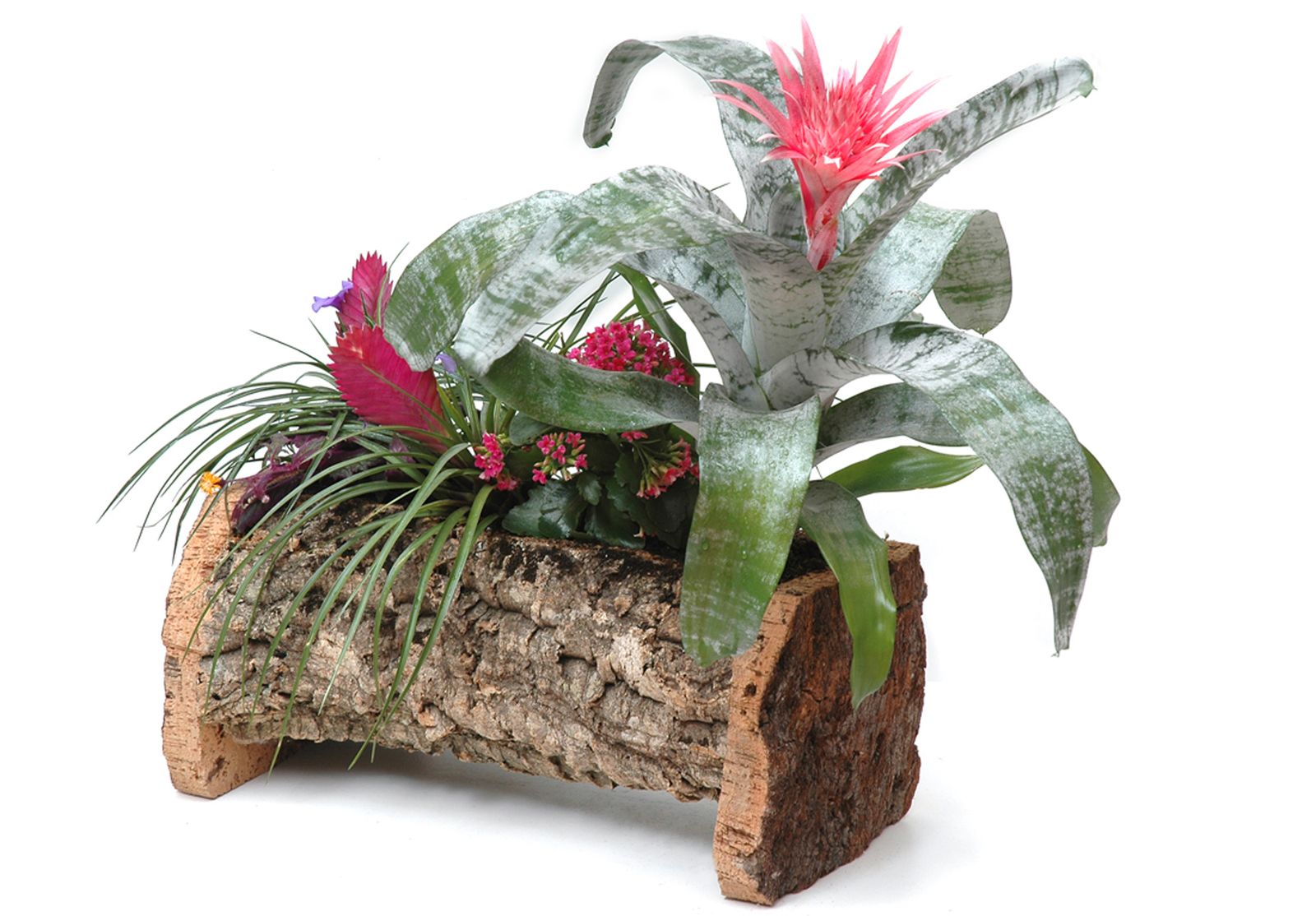 composicion con bromelia xl