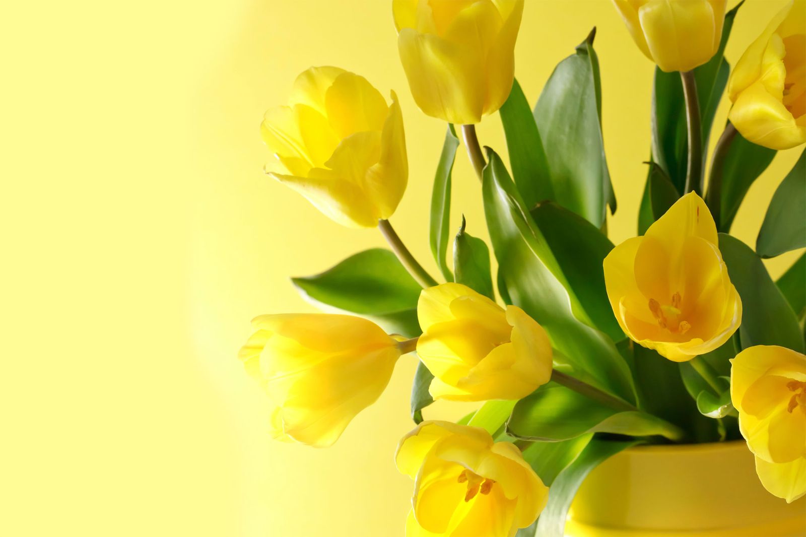 Plantas de interior decorativas en tono amarillo