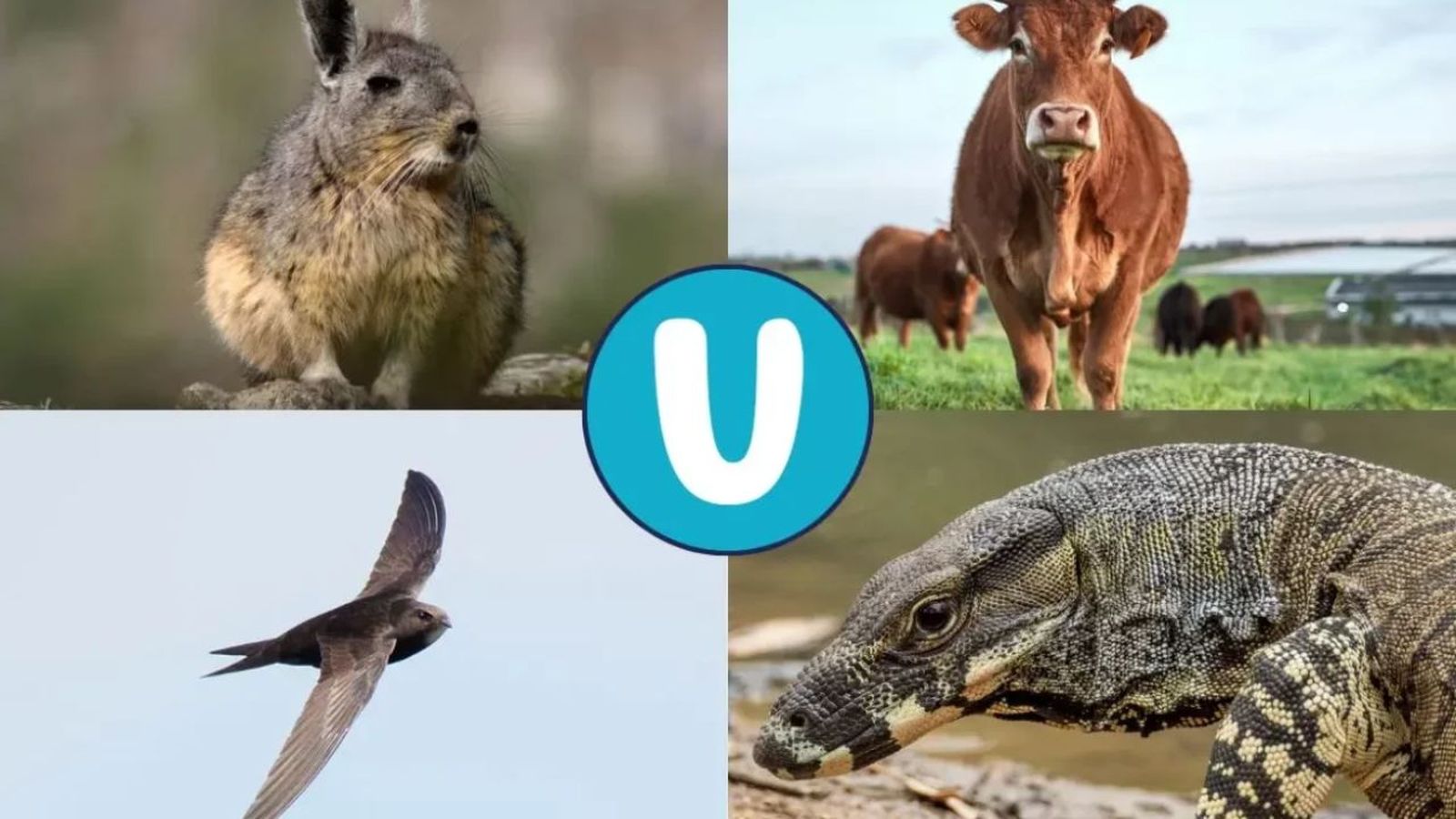 animales que empiezan por v ok