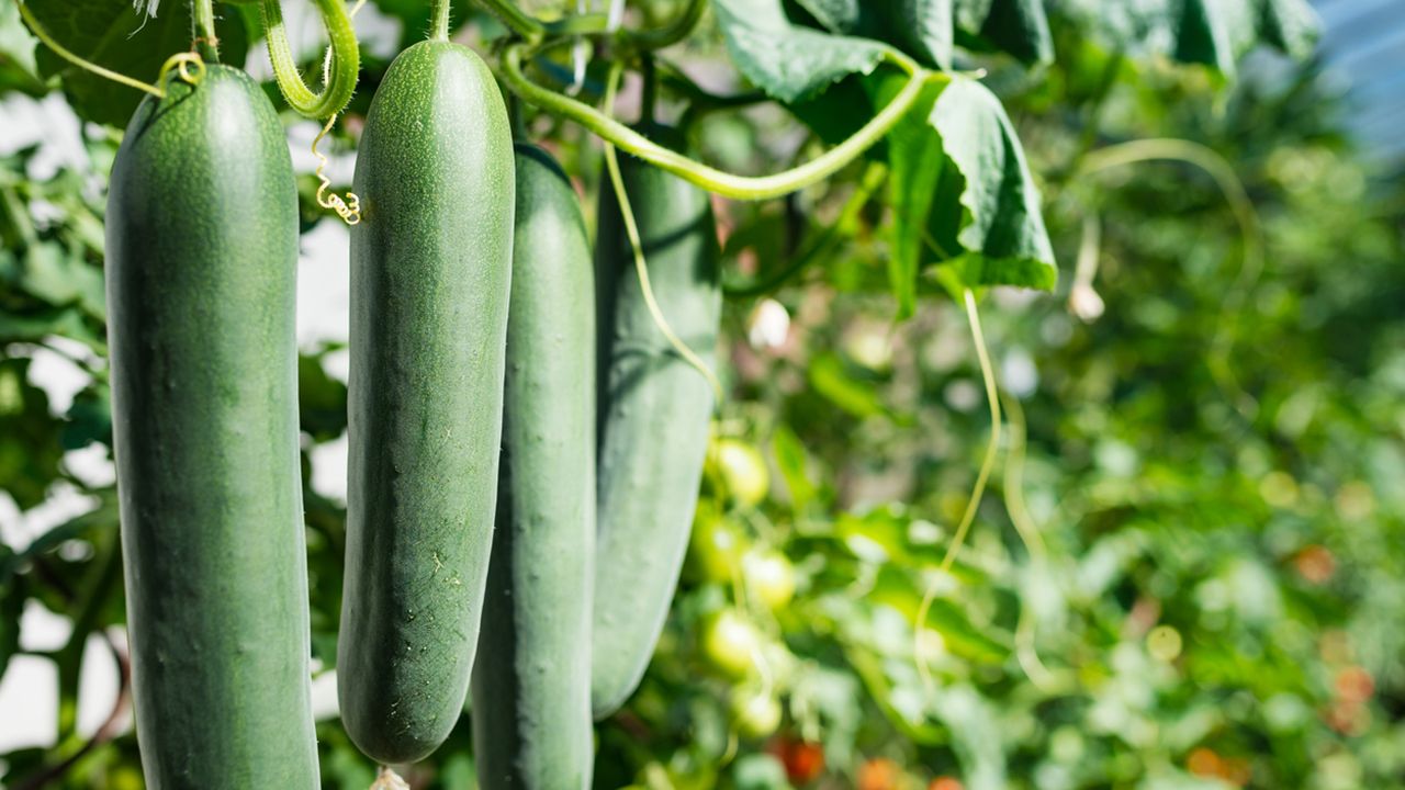 cultivo del pepino