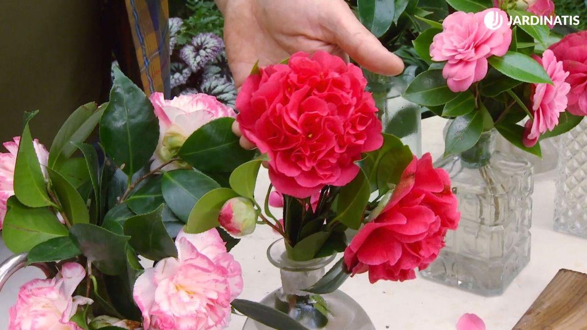 Camelias flor de peonía