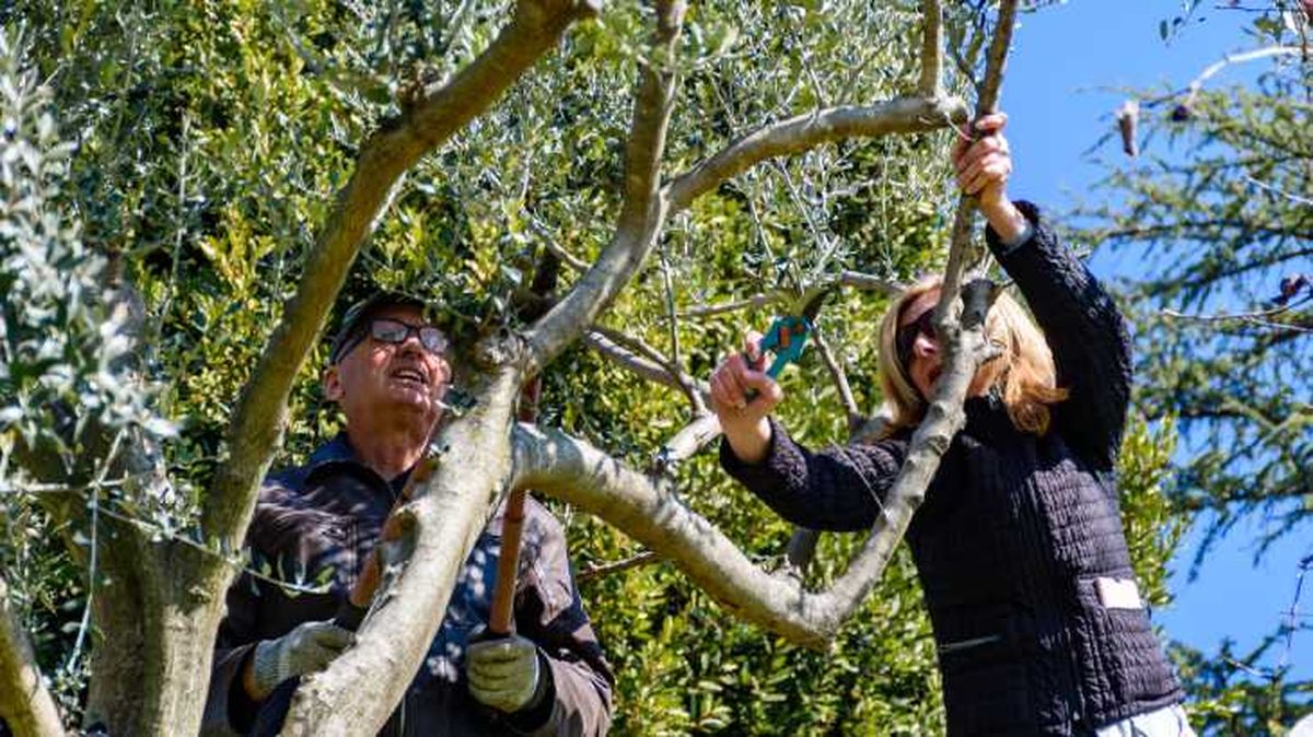 poda olivo primavera
