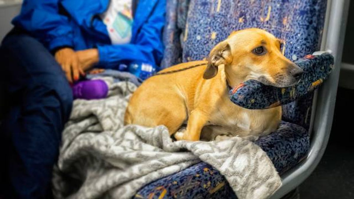 viajar en tren AVE con mascotas perros pequenos menos 40kg condiciones Renfe