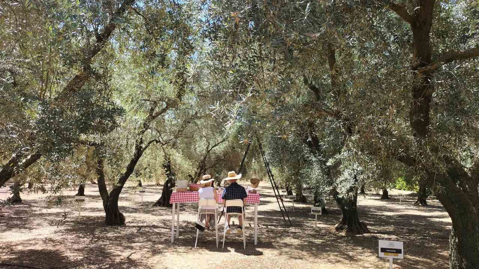 Dos personas disfrutan de una comida entre olivos