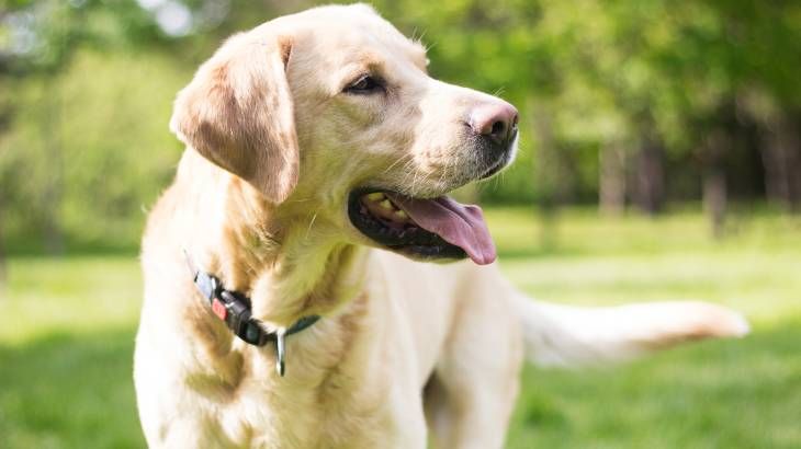 El Labrador cuenta con una constitución robusta y musculosa.