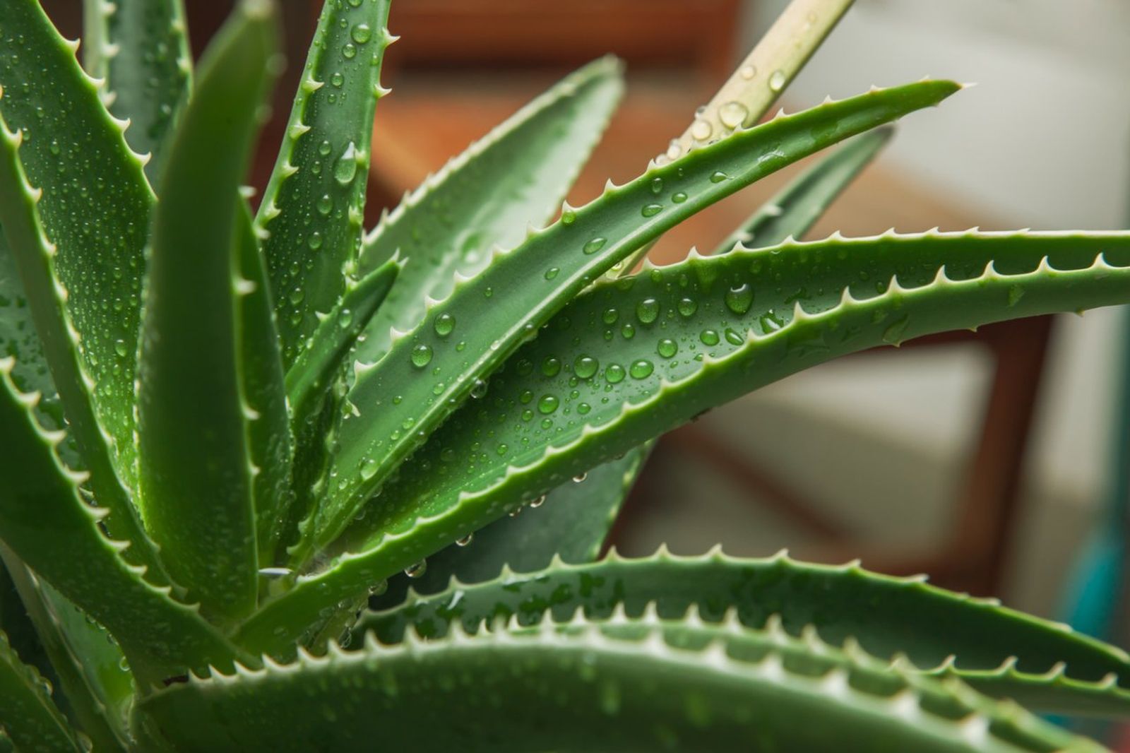 El aloe vera puede verse afectada por ciertas plagas y enfermedades