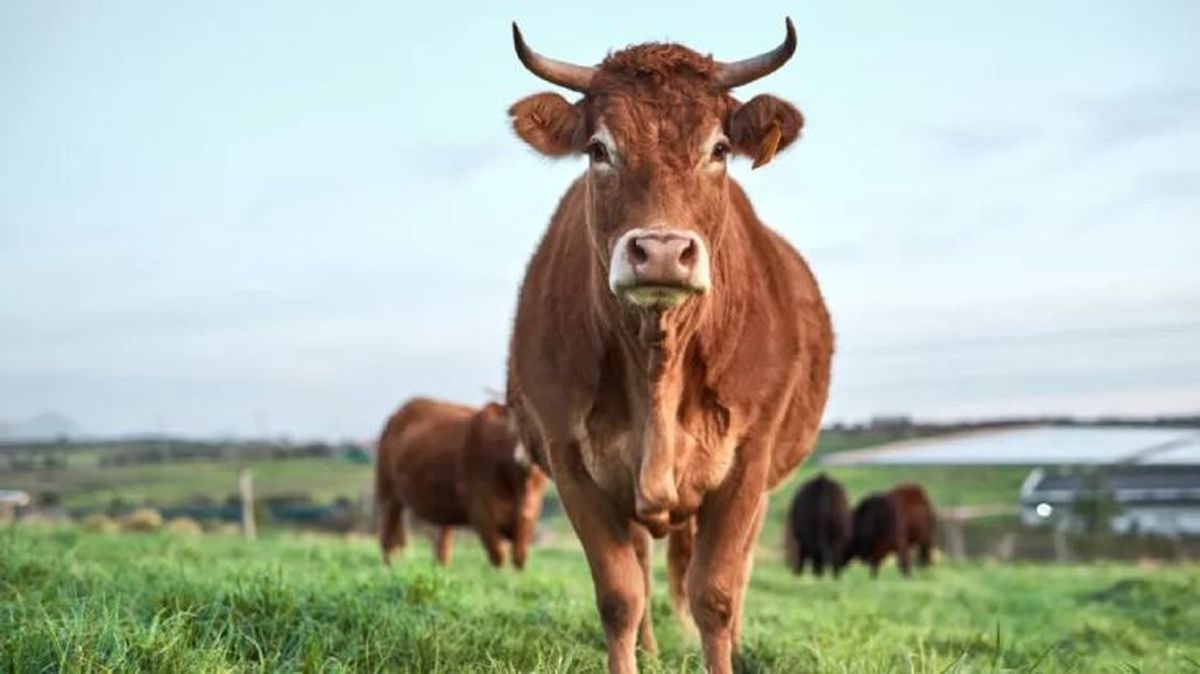 animales que empiezan por v vaca